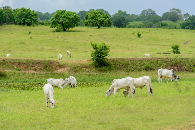 Gado Nelore no pasto em Mari Paraíba Brasil Pecuária