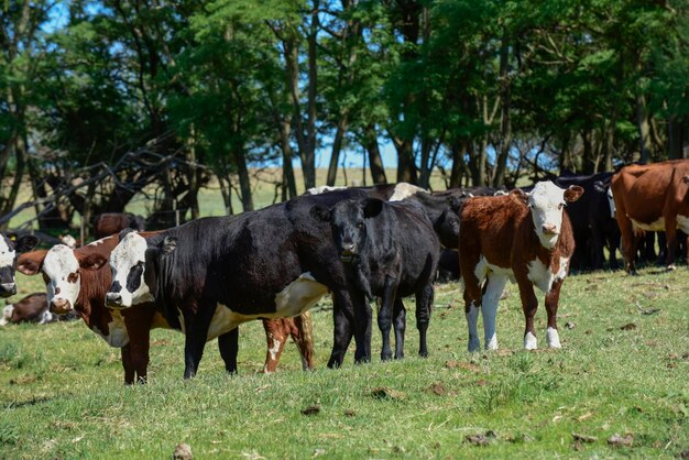 Gado no campo argentinoLa Pampa Province Argentina