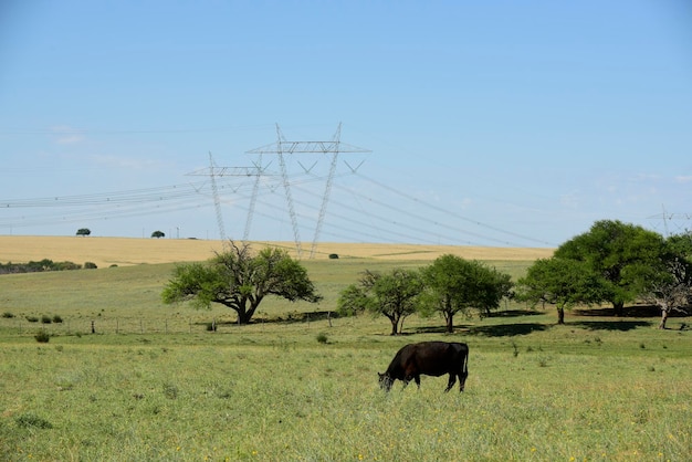 Gado no campo argentinoLa Pampa Province Argentina