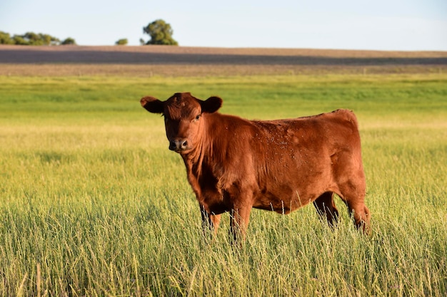 Gado no campo argentinoLa Pampa Province Argentina