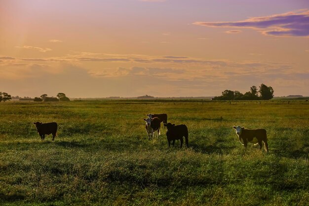 Gado no campo argentinoLa Pampa Province Argentina