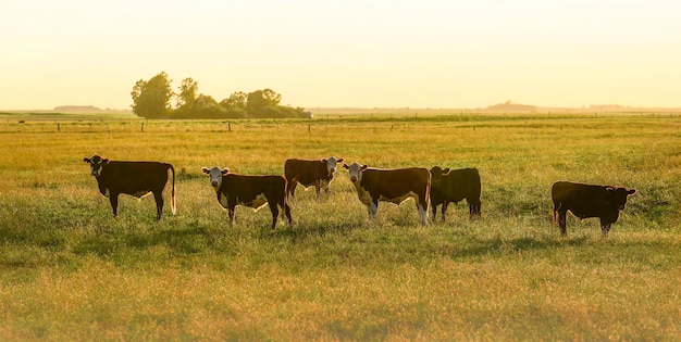 Gado no campo argentinoLa Pampa Province Argentina