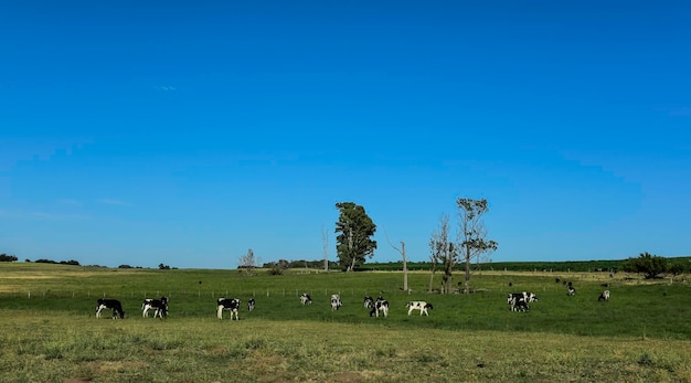 Gado no campo argentinoLa Pampa Province Argentina