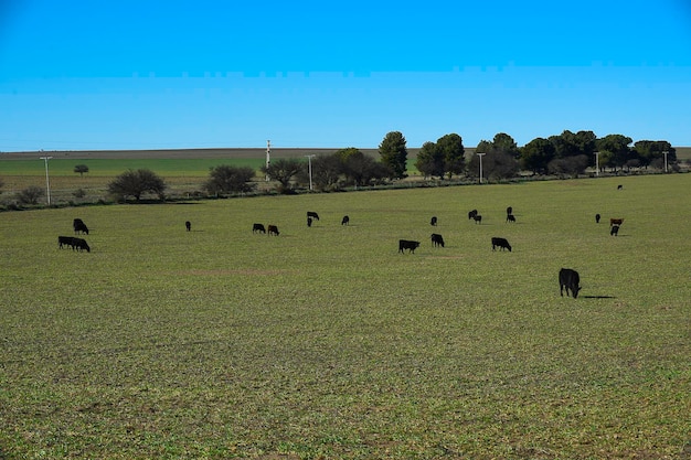 Gado pastando na zona rural de pampas La Pampa Argentina