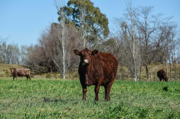 Gado pastando na zona rural de pampas La Pampa Argentina