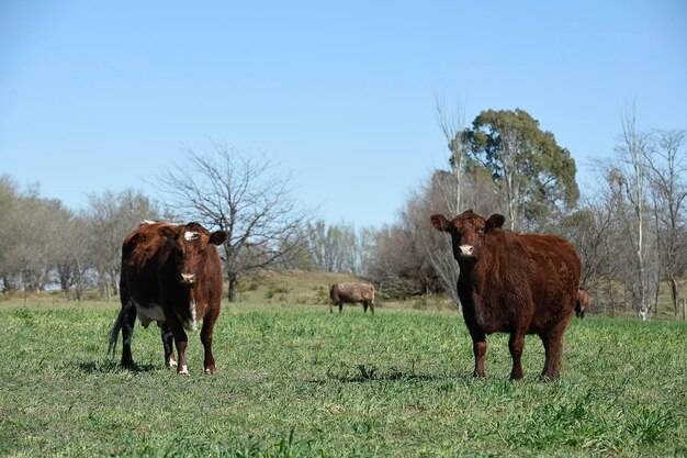 Gado pastando na zona rural de pampas La Pampa Argentina