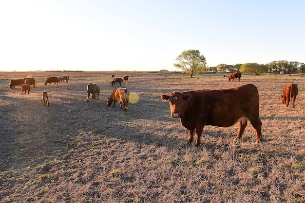 Gado pastando na zona rural de pampas La Pampa província Argentina