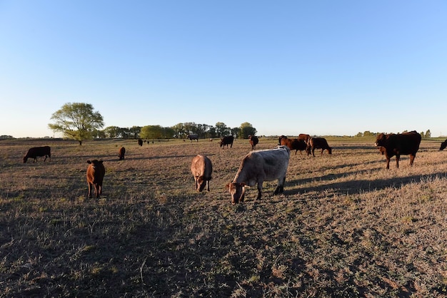 Gado pastando na zona rural de pampas La Pampa província Argentina