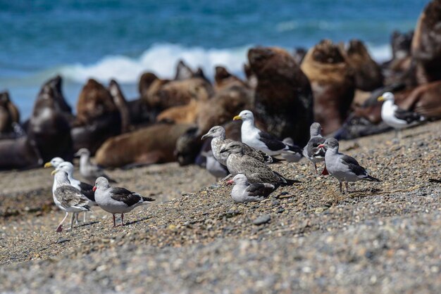 Gaivota com leões marinhos ao fundo Patagônia Argentina