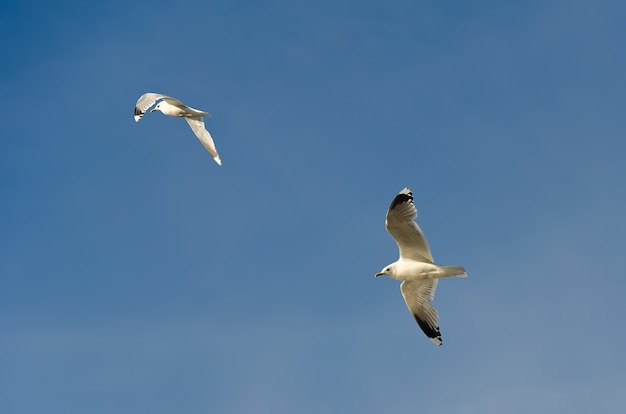 Gaivotas no céu