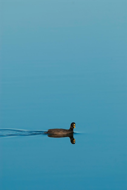 Galeirão de asas brancas La Pampa Argentina