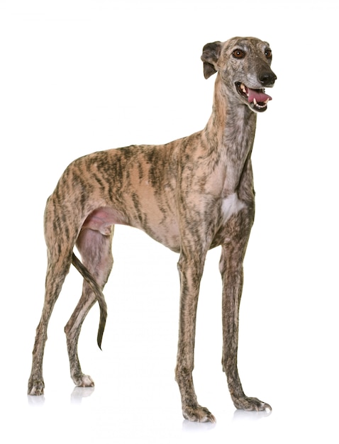 Foto galgo espanol em estúdio