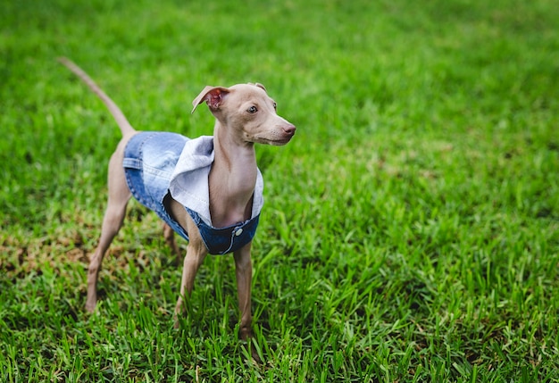 Foto galgo italiano pequeno no campo. diversão com trajes