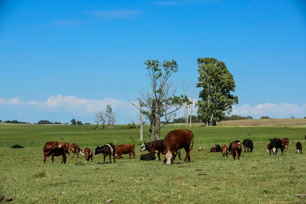 Gando no campo argentino La Pampa Província Argentina