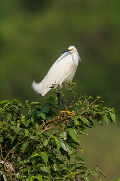 Garça branca empoleirada na vegetação Pantanal Brasil