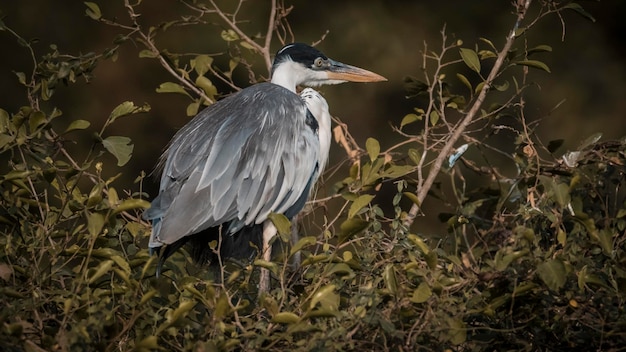 Garça de pescoço branco Pantanal Brasil