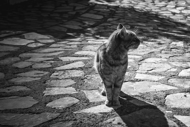 Gato andando sozinho na rua da vila