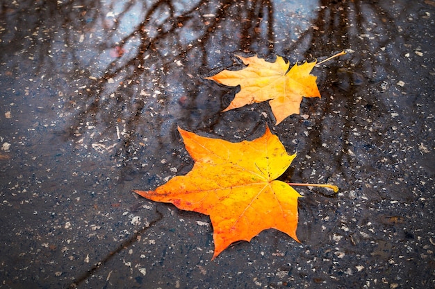 Gelbe, rote Herbstblätter in einer Pfütze. Das Spiegelbild des Himmels und der Bäume.