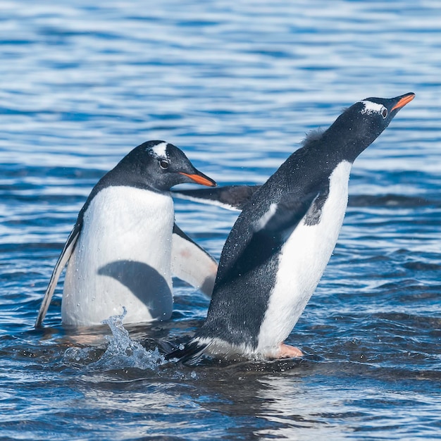 Gentoo Penguinon uma praia antártica Neko harbourAntartica