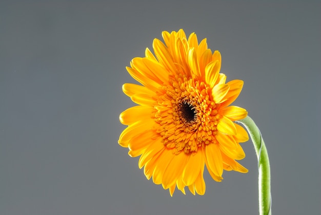 Gerbera-Blume auf neutralem Hintergrund isoliert Blume auf neutralem Hintergrund isoliert