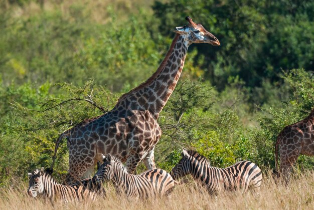 Girafa e zebras Kruger National Park África do Sul