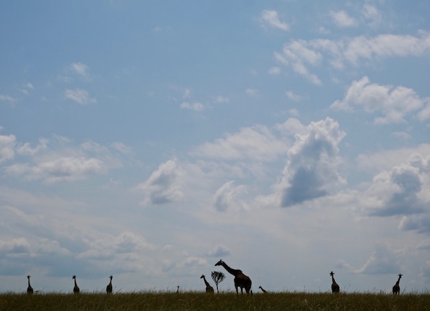 Girafas no Parque Nacional Masai Mara - Quênia