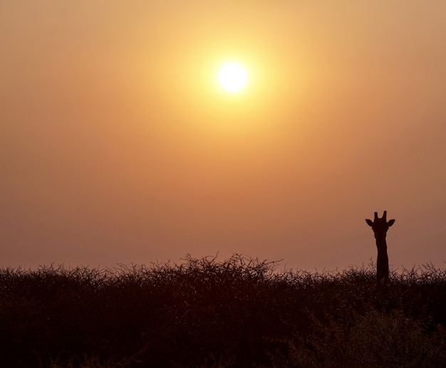 Giraffe Sunset na Reserva de Caça Erindi - Namíbia