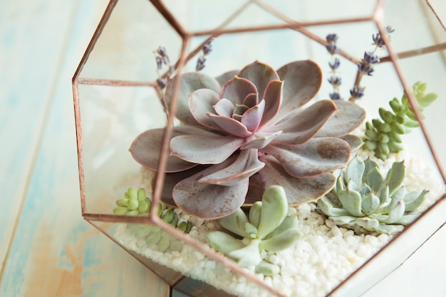 Foto glasblumentopf, form eines dodekaeders mit echeveria und aloe