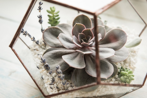 Foto glasblumentopf, form eines dodekaeders mit echeveria und aloe