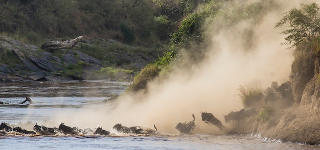 Foto gnus estão correndo para o rio mara. grande migração. quênia. tanzânia. parque nacional masai mara.