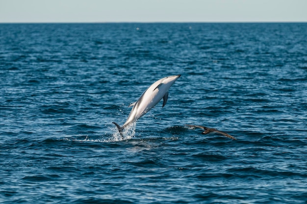 Golfinho escuro saltando Província de Chubut Patagônia Argentina