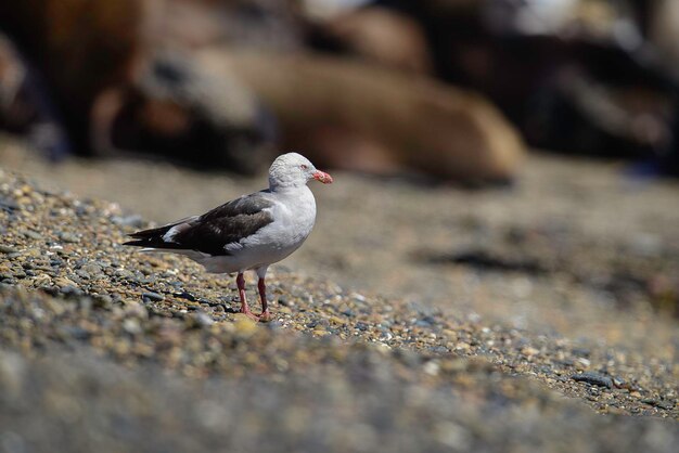 Golfinho Gaivota em uma praia Província de Santa Cruz Argentina