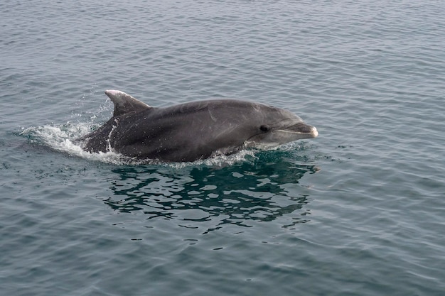 Golfinho-nariz-de-garrafa comum ou golfinho-nariz-de-garrafa do AtlânticoTursiops truncatus Málaga Espanha