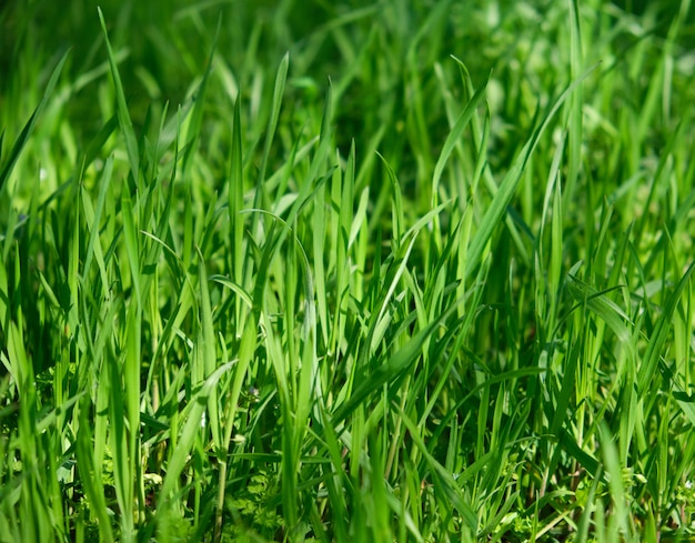 Grama verde alta e crescente no parque em um dia de primavera verão balança ao vento