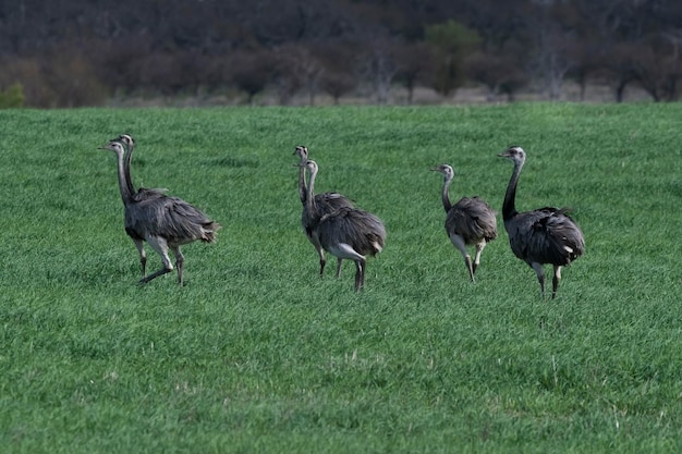 Grande Rhea Rhea americana em Pampas ambiente rural província de La Pampa Brasil