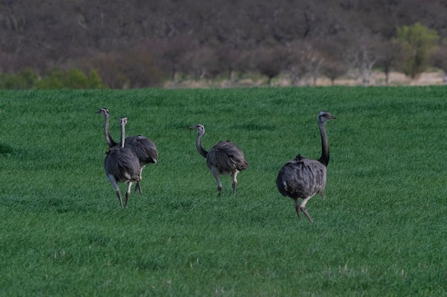 Grande Rhea Rhea americana em Pampas ambiente rural província de La Pampa Brasil