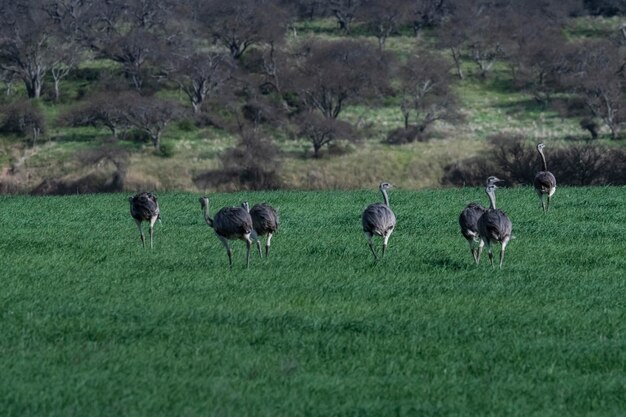 Grande Rhea Rhea americana em Pampas ambiente rural província de La Pampa Brasil