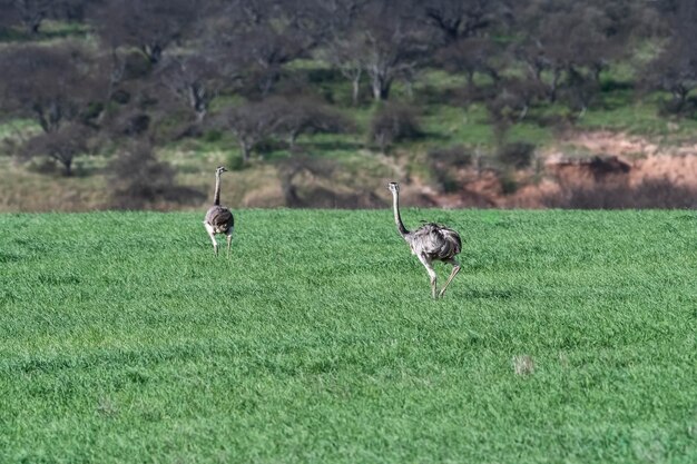 Grande Rhea Rhea americana em Pampas ambiente rural província de La Pampa Brasil