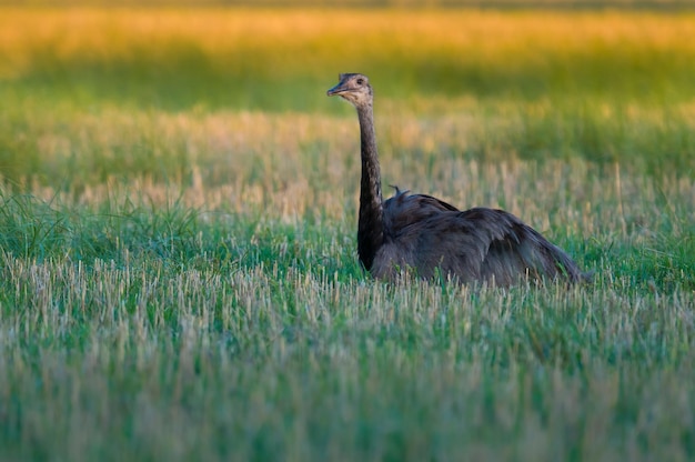 Grande Rhea, Rhea americana, província de La Pampa, Patagônia, Argentina