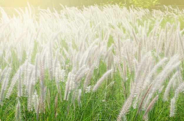 Grasblumen mit Morgenlicht