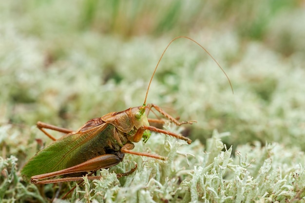 Grashüpfer Ein unterschiedlicher Grashüpfer, der auf einer Sommerwiese herumhängt