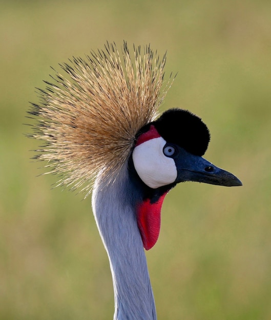 Grou-coroado cinza no Parque Nacional Masai Mara - Quênia