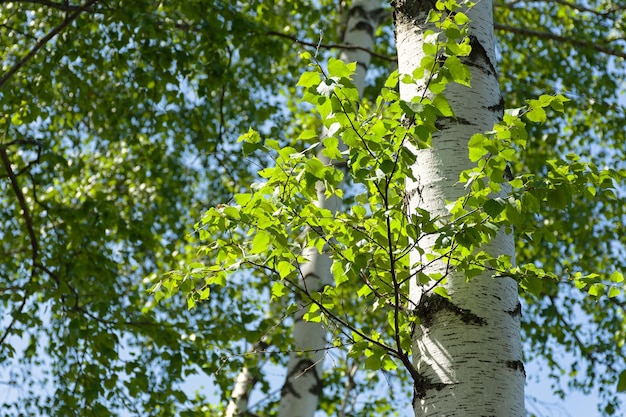 Foto grüne birken aus der nähe sommer sonniger natürlicher hintergrund schlanke weiße birken in den hellen strahlen