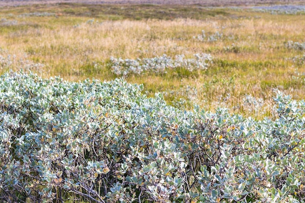 Foto grüner busch auf der wiese in island im herbst