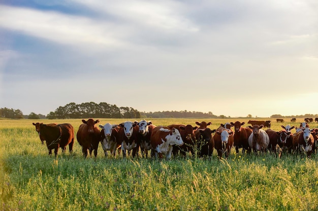 Grupo de novilhos olhando para a câmera Pampas Argentina