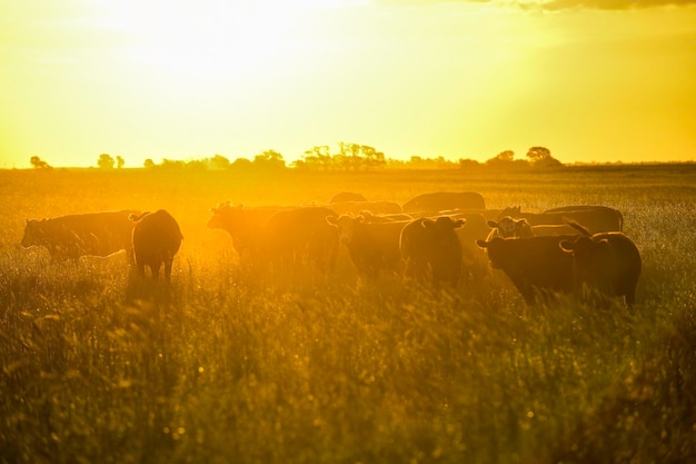 Grupo de novilhos olhando para a câmera Pampas Argentina