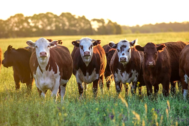 Grupo de novilhos olhando para a câmera Pampas Argentina