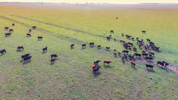 Grupo de vacas no campo das pampas na Argentina