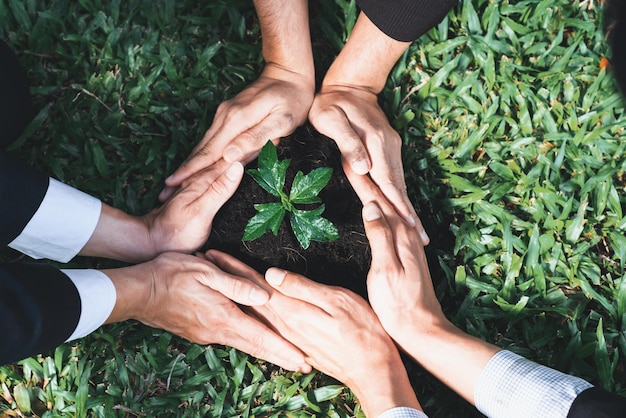 Foto gruppe von geschäftsleuten, die gemeinsam die pflanze gyre anbauen und pflegen