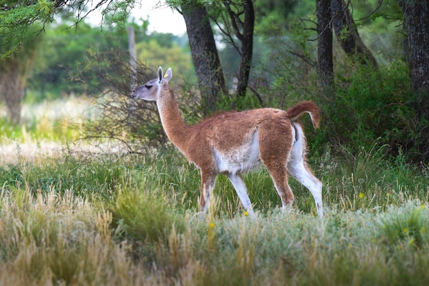 Guanaco Lama Guanicoe Parque Luro La Pampa Província La Pampa Argentina